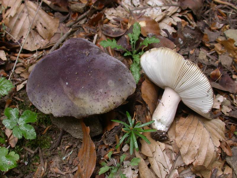 Russula azurea